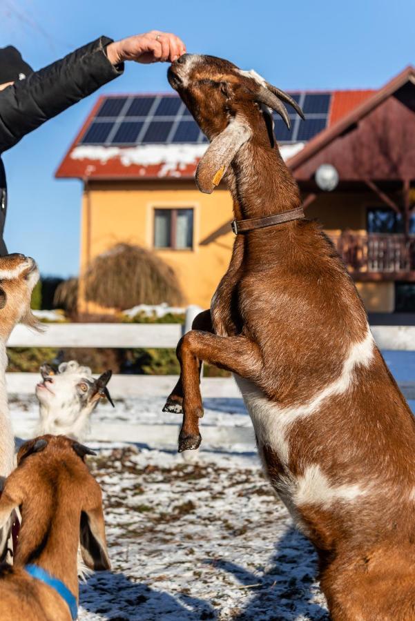 Orzechowa Ostoja Noclegi Energylandia Bachowice Eksteriør billede